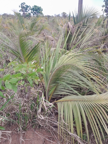 Attalea geraensis