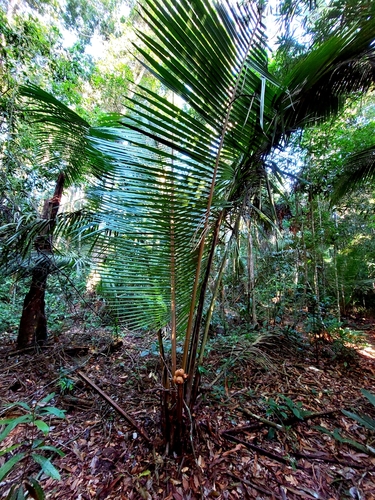Attalea humilis