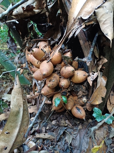 Attalea microcarpa