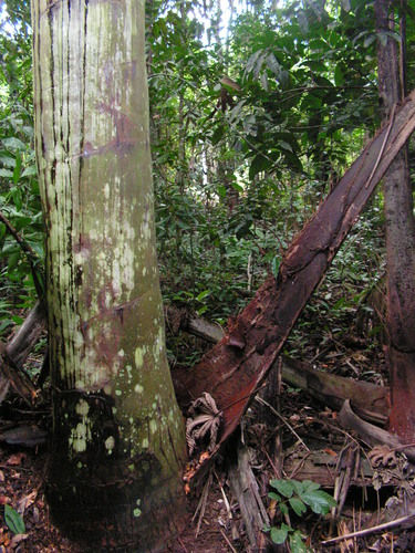 Attalea oleifera