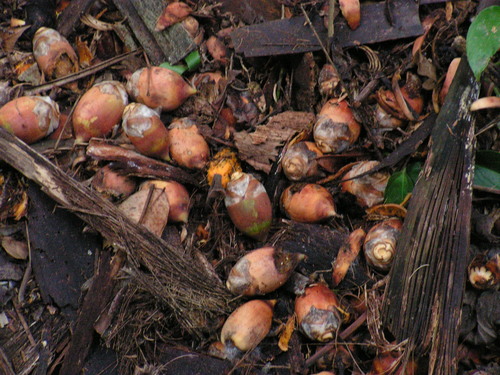 Attalea oleifera