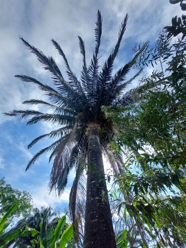 Attalea rostrata