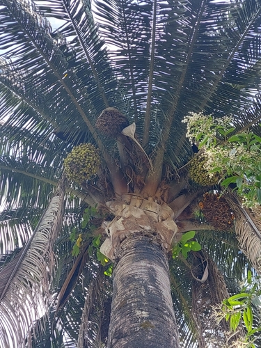 Attalea rostrata