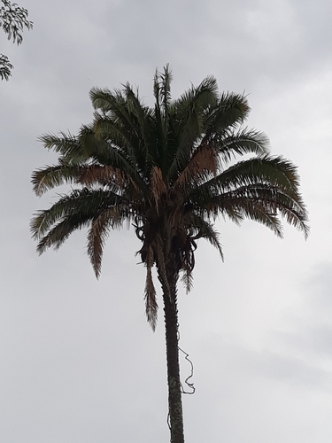 Attalea vitrivir