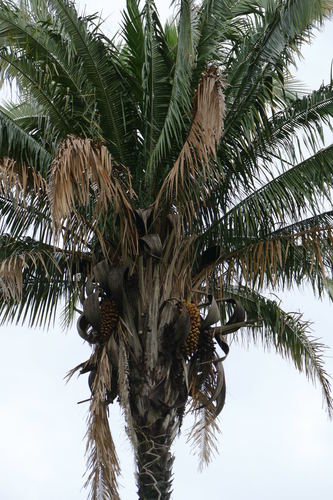 Attalea vitrivir