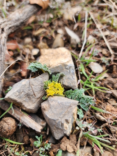 Aulospermum longipes