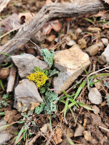 Aulospermum longipes