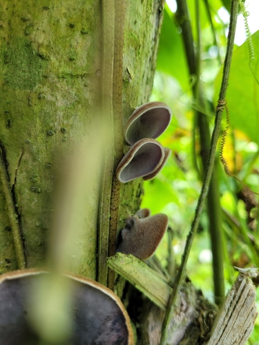 Auricularia polytricha