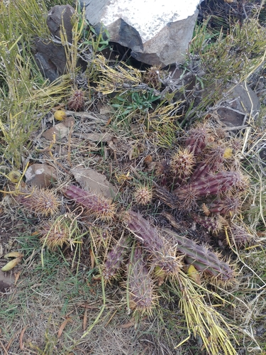 Austrocactus spiniflorus