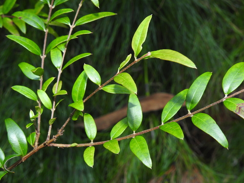 Austromyrtus dulcis