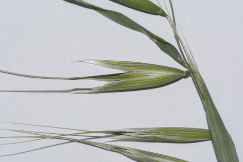 Avena barbata