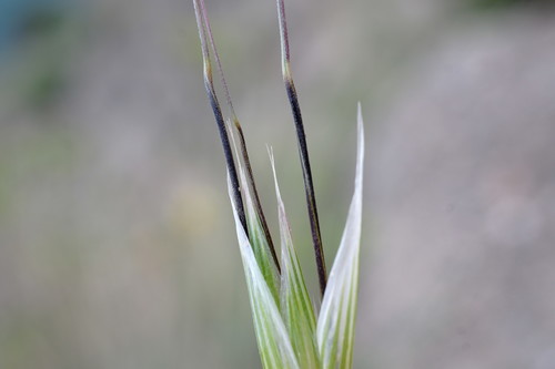 Avena barbata