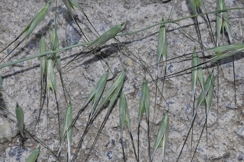 Avena byzantina