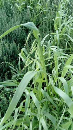 Avena sterilis