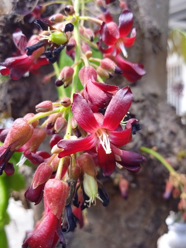 Averrhoa bilimbi