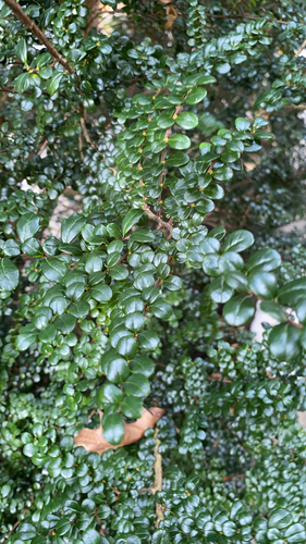 Azara microphylla
