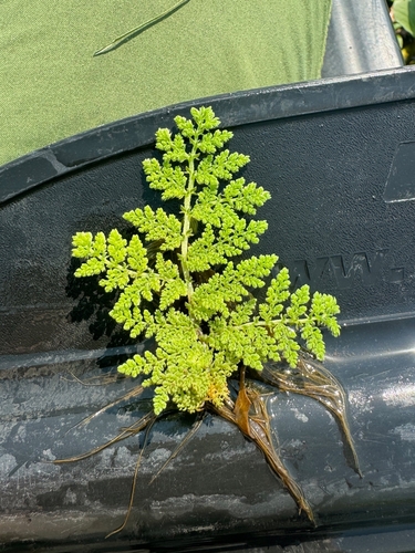 Azolla nilotica