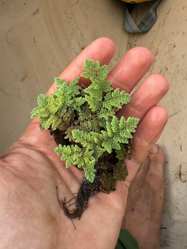 Salviniaceae
