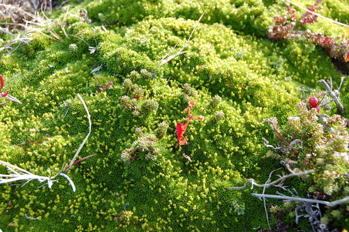 Azorella lycopodioides