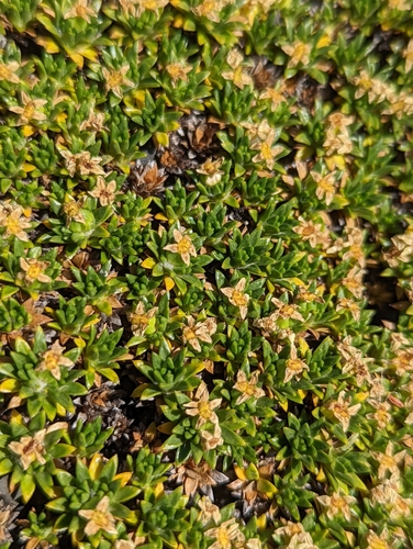 Azorella monantha