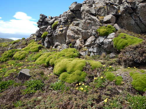 Azorella selago