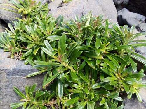 Azorina vidalii