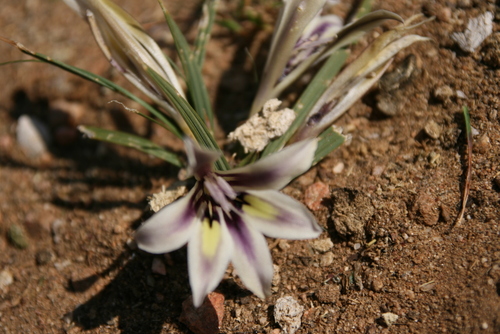 Babiana hypogaea