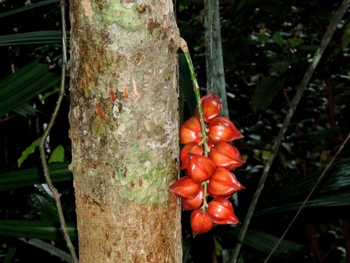 Baccaurea angulata