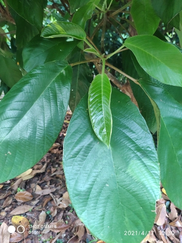 Baccaurea brevipes