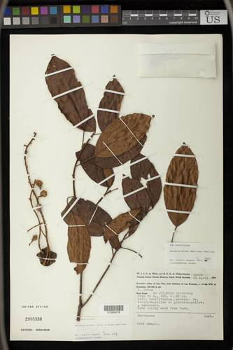 Baccaurea brevipes