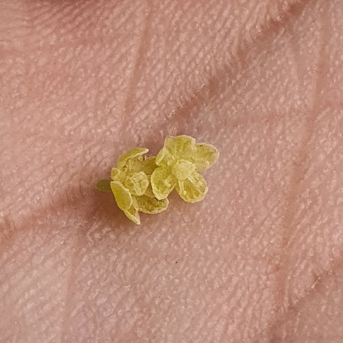 Baccaurea parviflora