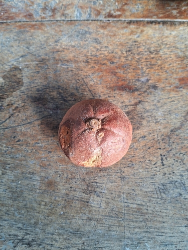 Baccaurea pyriformis