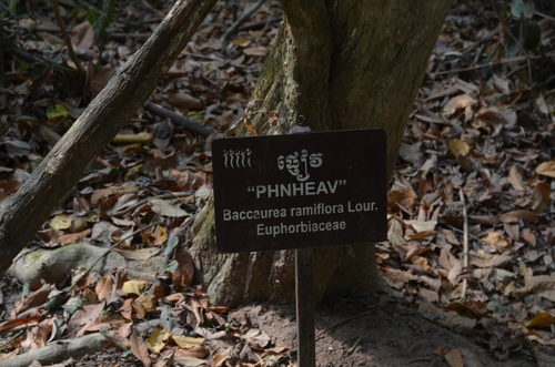 Baccaurea ramiflora