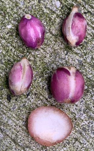 Baccaurea tetrandra