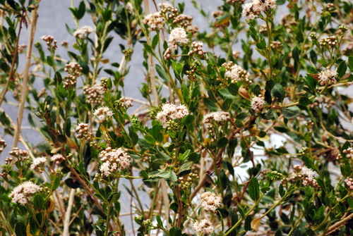 Baccharis scandens