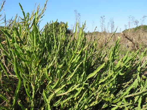 Baccharis trimera