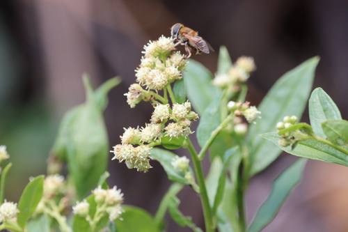 Baccharis trinervis
