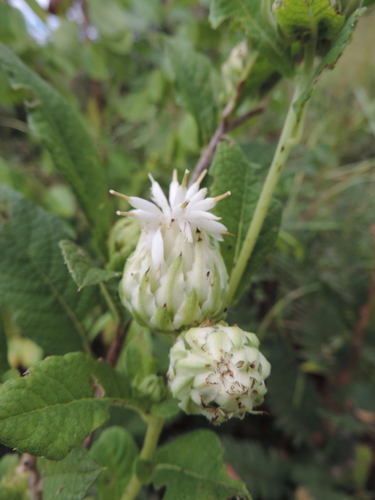 Baccharoides adoensis