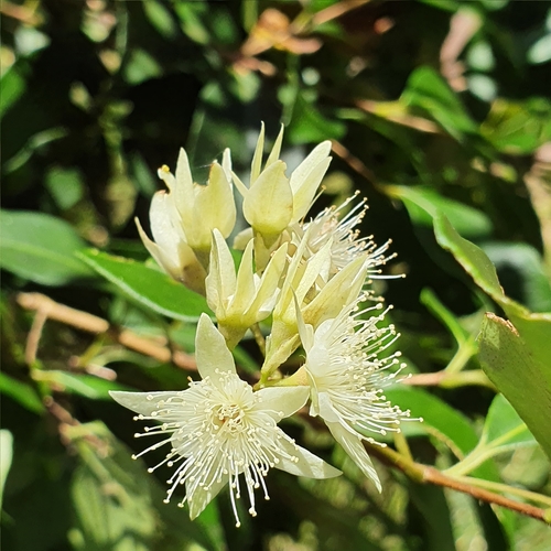 Backhousia myrtifolia