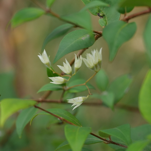 Backhousia myrtifolia
