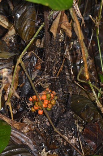 Bactris acanthocarpa