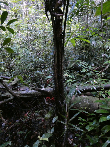Bactris acanthocarpoides