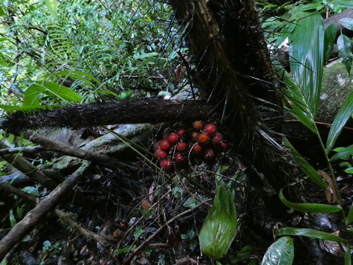 Bactris acanthocarpoides