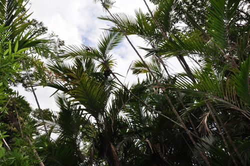 Bactris baculifera