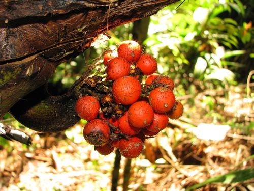 Bactris barronis