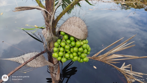 Bactris bidentula