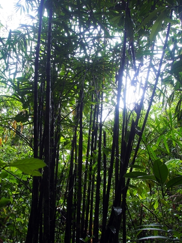 Bactris coloradonis