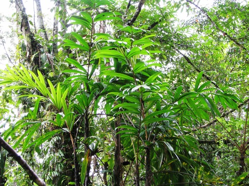 Bactris coloradonis