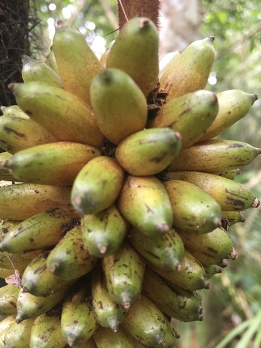 Bactris concinna