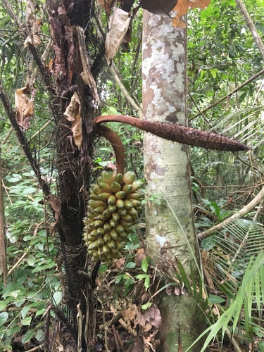 Bactris concinna